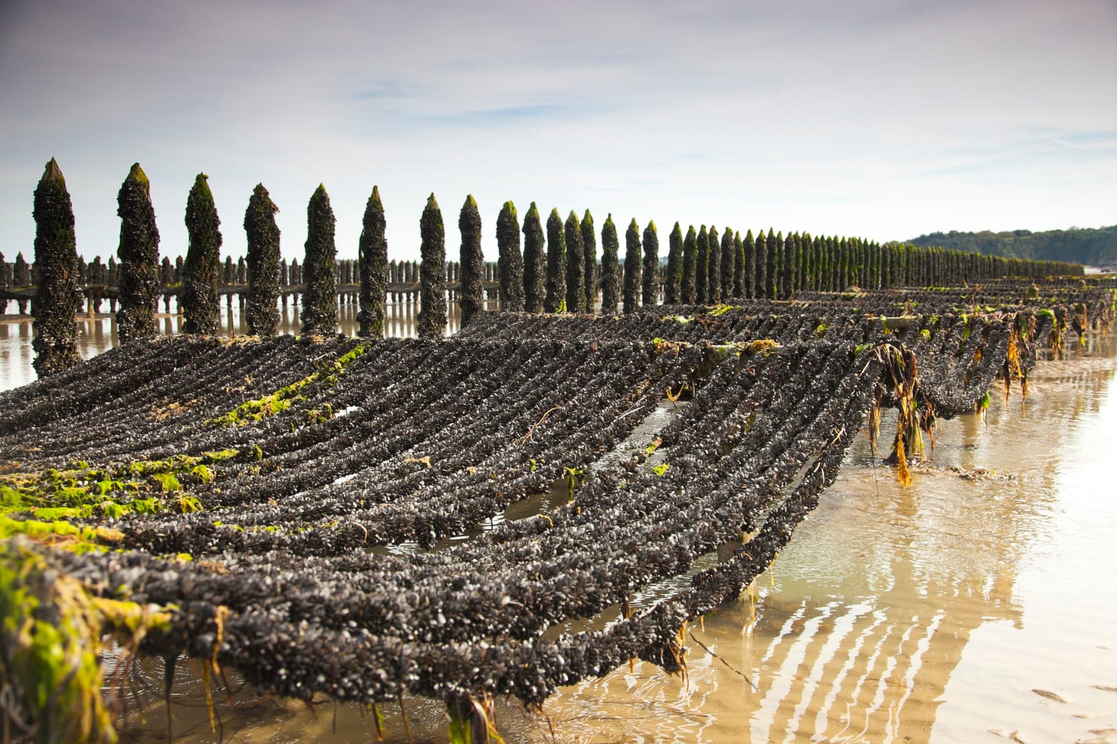 Aquaculture expertise