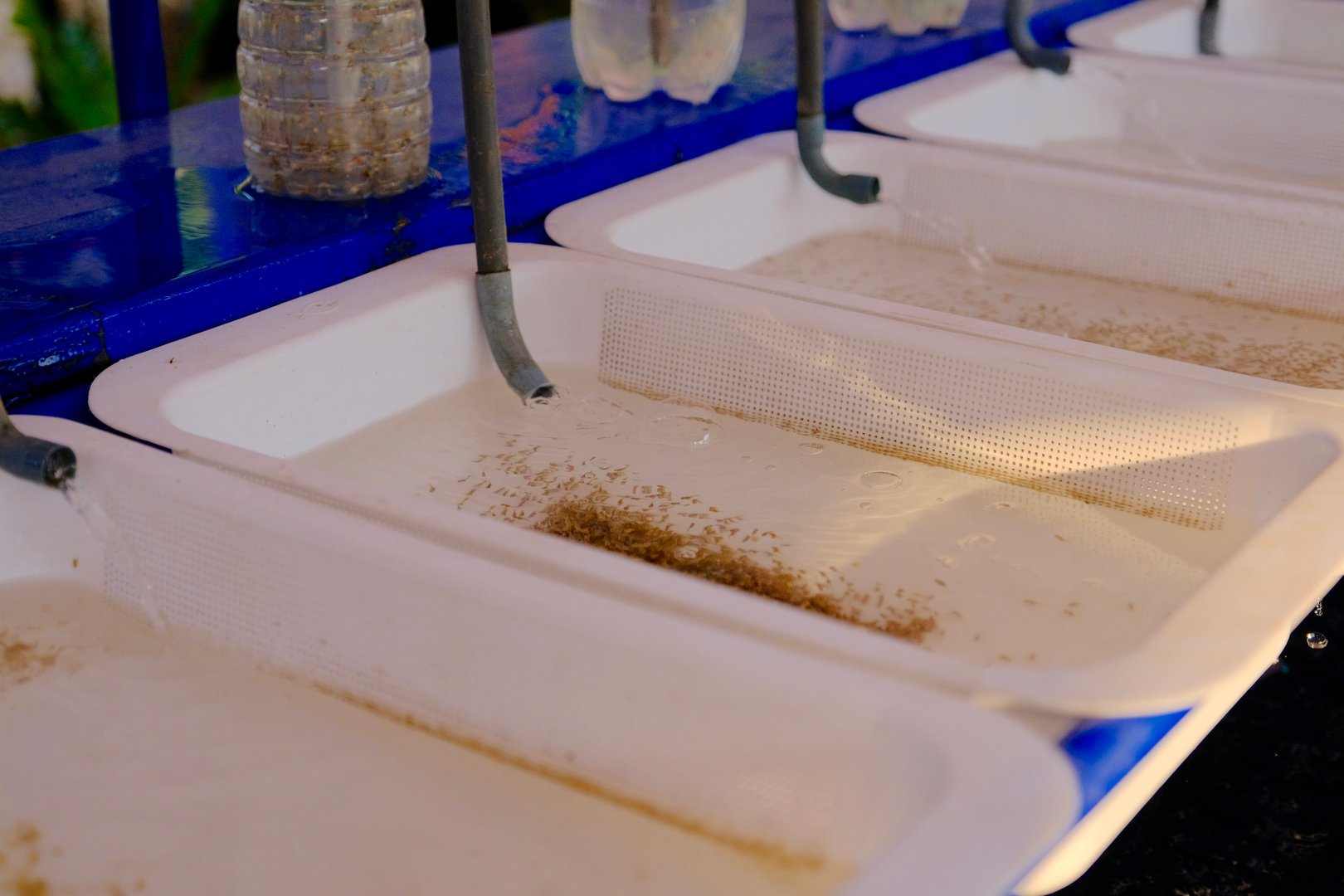 Acquaden hatchery solutions