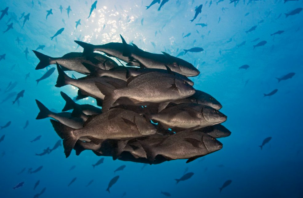 Marine restoration and biodiversity