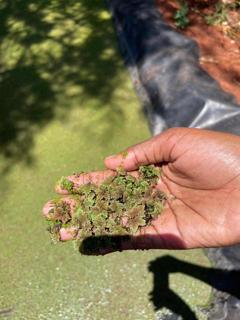 Eco-friendly aquaculture practices