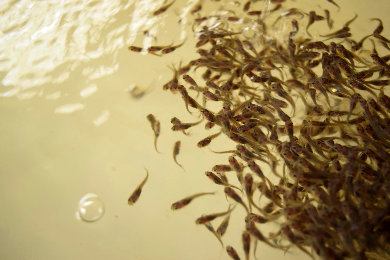 Community empowerment and food security